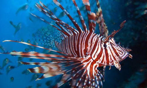 Los peces más peligrosos del océano