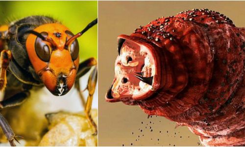 Los insectos más peligrosos y mortales