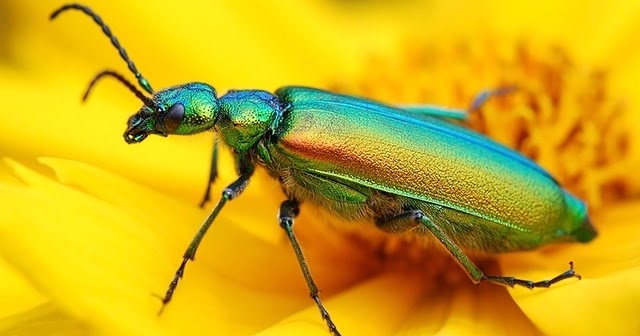 Escarabajo afrodisíaco